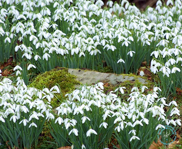 Snowdrops 8P33D-05.JPG